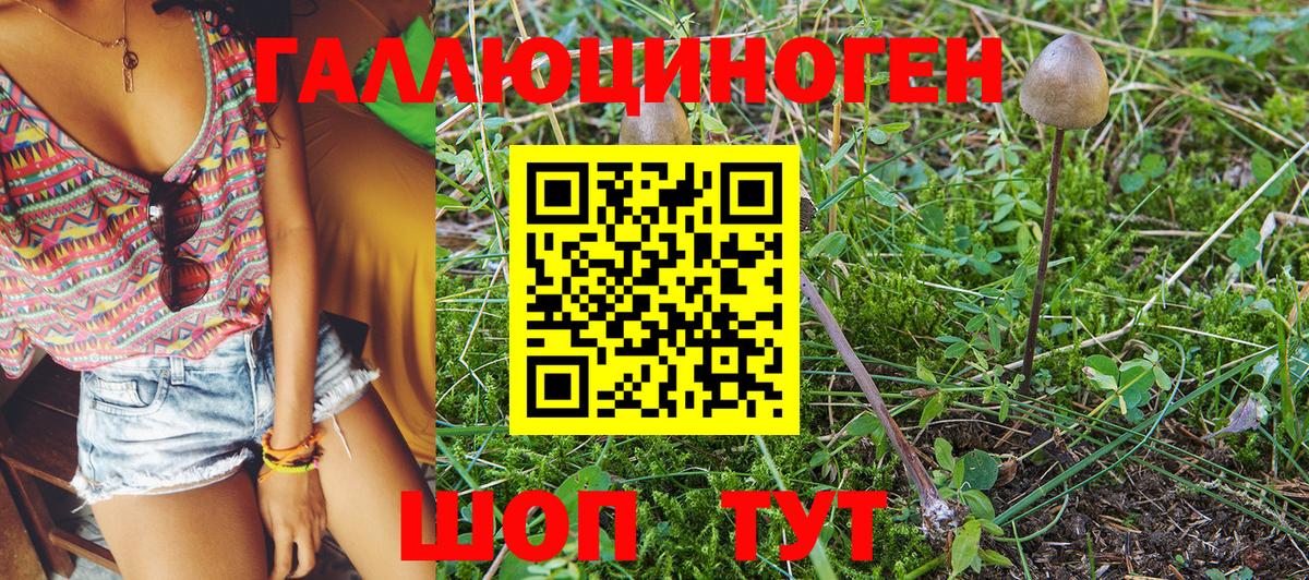 Псилоцибиновые грибы Psilocybine cubensis Энгельс